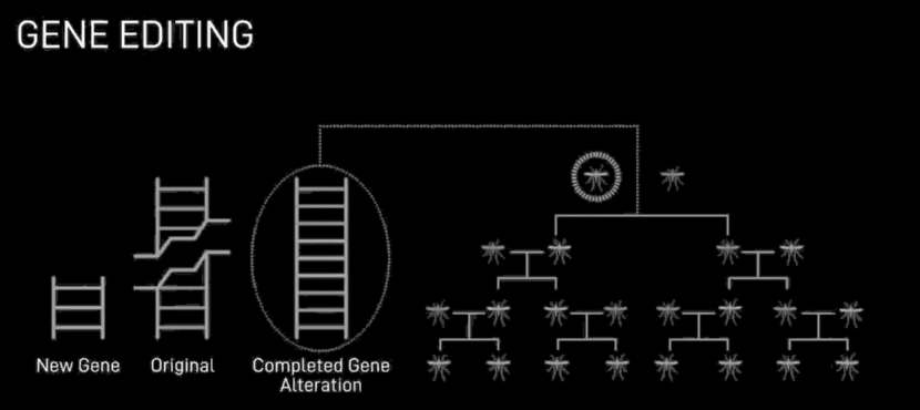 Gene Modification